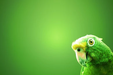 Download Wallpapers 3840x2400 Parrot, Bird, Beak, Backgrounds Ultra ...