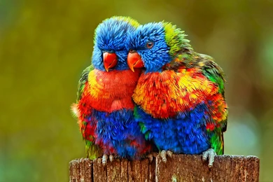 Parrot Desktop Wallpapers