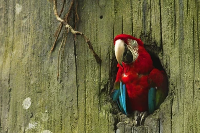 Birds: Parrot Wood Blue Ara Macaw Tree Red Bird Pasari Desktop ...
