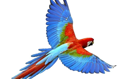 Parrots Gallery