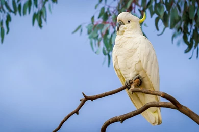 Parrot Branch Cockatoo Free Backgrounds >> HD Wallpaper, Get It Now!