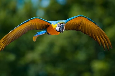 Download Wallpapers 1920x1080 Parrot, Flying, Bird, Flapping, Wings ...