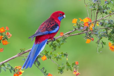 Parrot Backgrounds Wallpapers By Dahiana