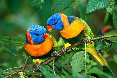 Parrot Parrot Wallpapers High Quality For Desktop Backgrounds – Fine ...