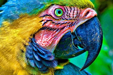 Parrot Wallpapers