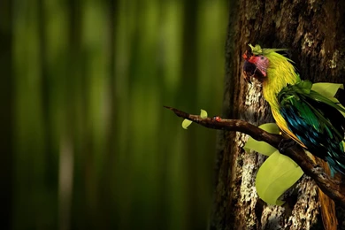 Grey Parrot Wallpapers