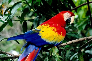 Beautiful Parrot Birds New Images High Definition Wallpapers ...