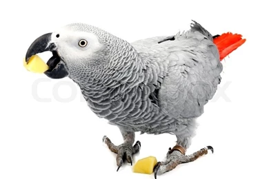Parrot