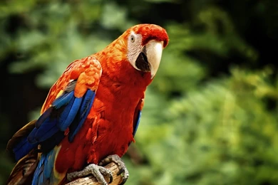 Download Wallpaper: Red Parrot On Backgrounds Green , Download ...