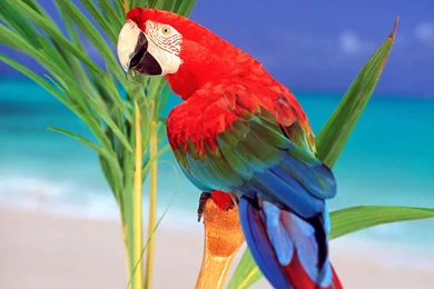 Desktop Parrots Birds Pics Desktop Parrots Birds Pictures ...