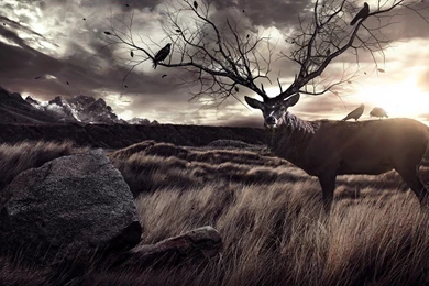 Download Free Modern Amazing Elk The Wallpapers 1920x1080