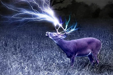 Hunting Wallpapers Collection (44+)