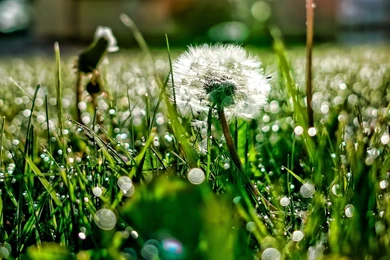Grass, Background, Dandelion, Wallpaper, Computer, Flowers, Nature ...