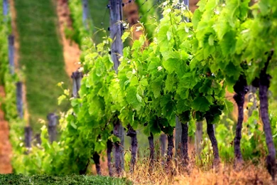 Computer Desktop Wallpapers Nature   6 Items