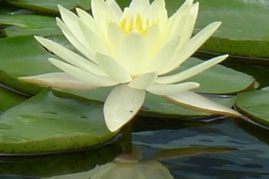 Macro Rose Red Iphone 4s Wallpapers Free 640x960 Hd Iphone Retina ...