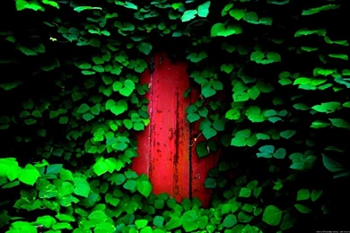 THE RED DOOR WALLPAPER   (