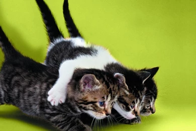 Hd Wallpapers Three Funny Cats 1080p High Resolution Wallpapers ...