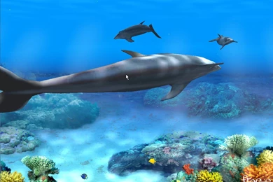 Top Dolphin Desktop Wallpapers 10293 Wallpapers