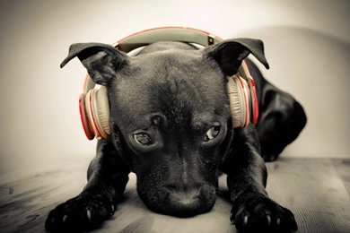 Black, Dog, Headphones, Music, Wide, High, Quality, Wallpapers ...
