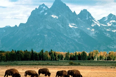 Bison   Grand Teton National Park   Wyoming 1 :: Bison Wallpapers ...