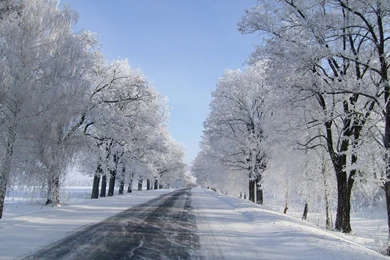 Winter Road Trees Snow Landscapes