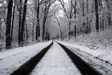 Winter, Forest, Road, 1920x1200 HD Wallpapers And FREE Stock Photo