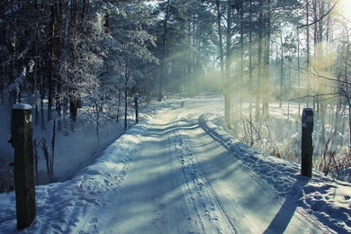 1920x1200 Winter Road & Forest Desktop PC And Mac Wallpapers