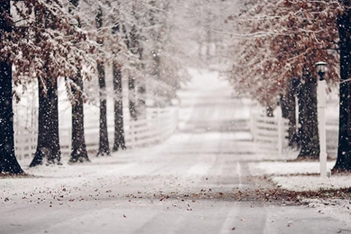 Snowy Trees Winter Road Wallpapers HD For Desktop & Mobile