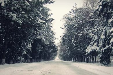 1680x1050 Winter Avenue Forest & Road Desktop PC And Mac Wallpapers