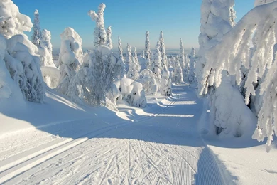 Winter Road Trees Snow Natural Wallpapers