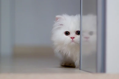 Beautiful Cat Wallpapers HD Pictures