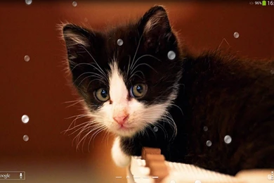 Cute Cats Live Wallpapers Android Apps On Google Play