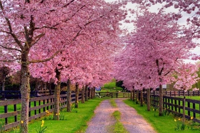 Free Spring Wallpapers Collection (37+)