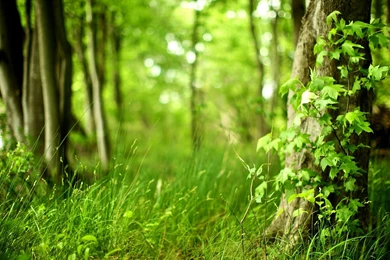 Wallpapers Sunny Forest Forrest Grass Tree Freshness Free Hd ...