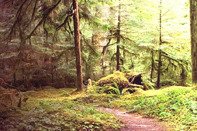 Forrest Wallpapers By Freddi444444 On DeviantArt