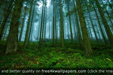 Wide Angle Forrest Near Drumtochty Castle Aberdeenshire Scotland ...