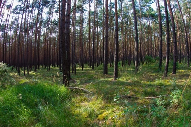 Forrest Nature Trees Wallpapers