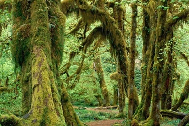 Old Forrest iPhone 5 Wallpapers