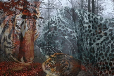 Cats Big Cats Autumn Leopard Road Lion Cheetah Fall Red Leaves ...