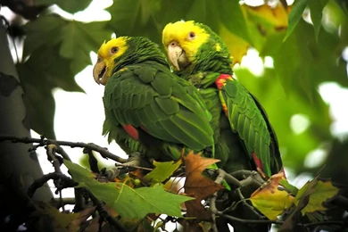 Parrots Wallpapers   Colorful Parrot Bird Photos