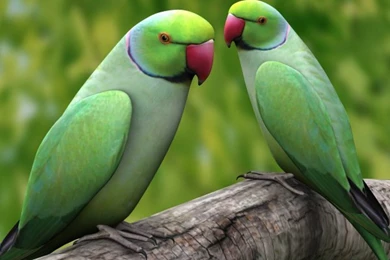 30+ Splendid And Beautifu Parrot Pictures