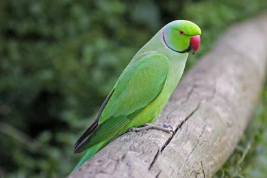 Download Indian Parrot HD Wallpapers
