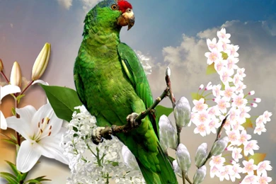 Green Parrot Wallpapers