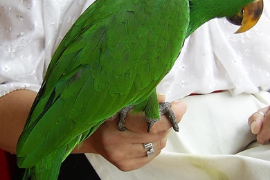 Green Parrot Wallpapers