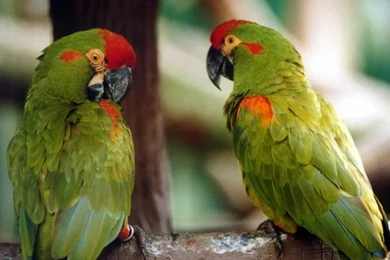 Parrot Wallpapers