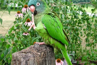 Beautiful Wallpapers For Desktop: HD Green Parrots Wallpapers