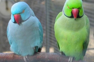 Top Parrots Pictures Green Wallpapers Wallpapers