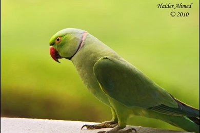 Green Parrot By HaiderZaabi On DeviantArt