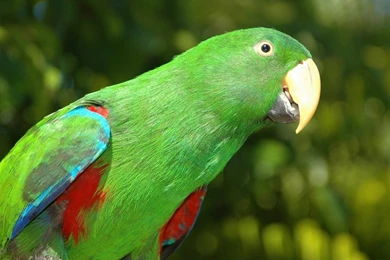 Green Parrot   Wallpaper.