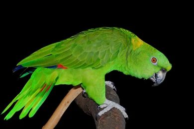 Parrot Wallpapers